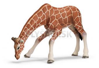 Schleich - Samica žirafy pijúca
