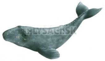 Schleich - Mláďa vráskavca šedého